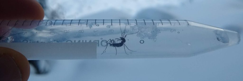 photo of a snow fly in a collection container
